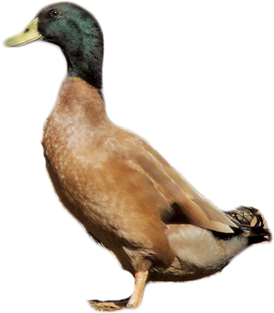 Khaki Campbell Duck Drawing (900x600), Png Download
