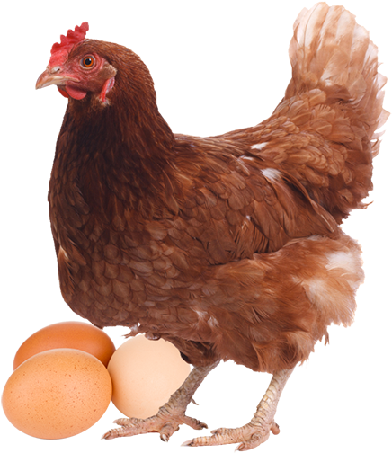 Gallina Png - Gallinas Ponedoras (450x503), Png Download