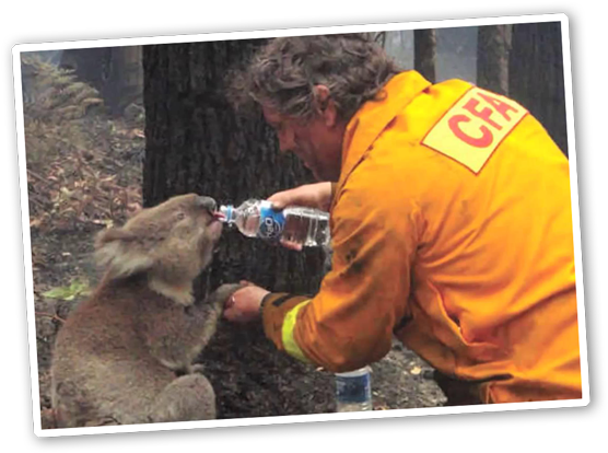 Campaign Panel One - Sam The Koala (600x418), Png Download