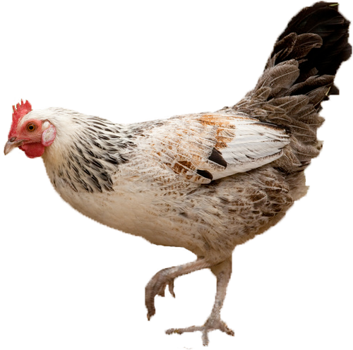 Gallina - Gallina Animal Png (500x496), Png Download