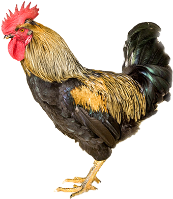Bienvenidos/as A La Web De La Gallina Del Sobrarbe - Rooster (650x400), Png Download