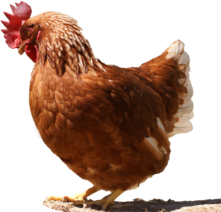 Gallina - Chicken (500x600), Png Download