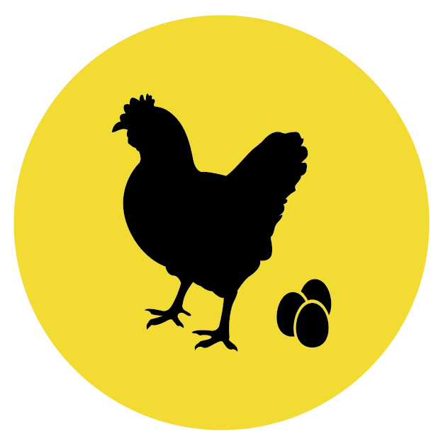 Gallina De Postura - Rooster (625x626), Png Download