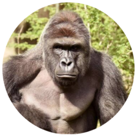 Gorilla Shot Dead In Zoo (480x480), Png Download