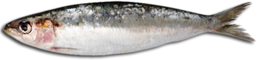 Oily Fish (900x418), Png Download