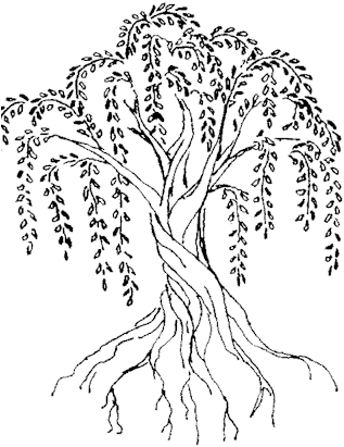 Twisted Willow Soap Co. (342x434), Png Download