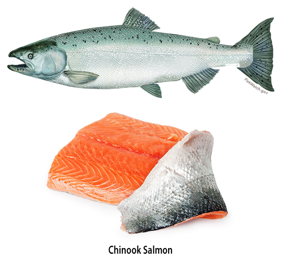 Cooking Oregon Salmon - Salmon Scientific Illustrations (570x526), Png Download
