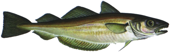 Whiting Is A Delicate Fish - Sea Lamprey (721x223), Png Download