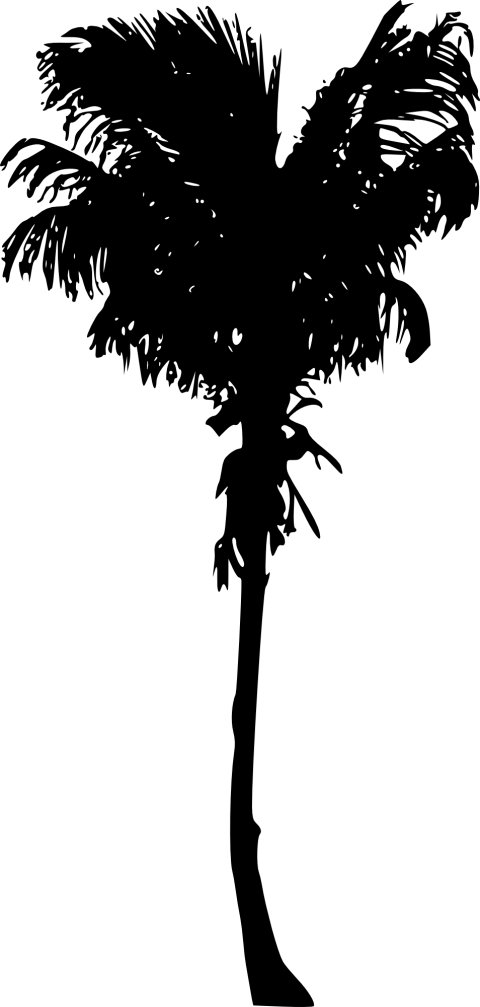 Free Png Palm Tree Png Images Transparent - Palm Trees (480x1007), Png Download