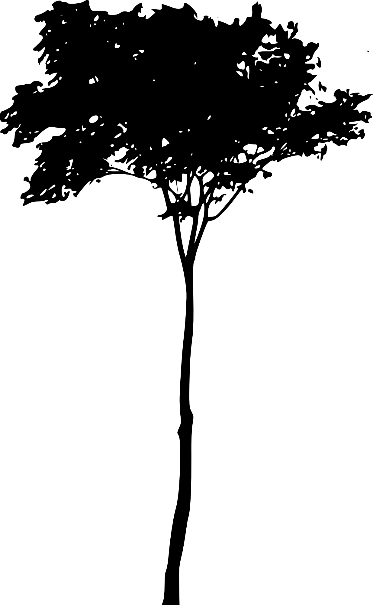 Free Download - Transparent Clip Art Tree Png (1235x2000), Png Download