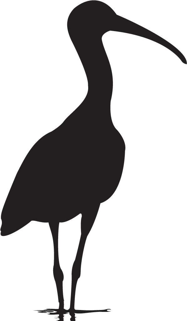 All About Birds (1024x1024), Png Download