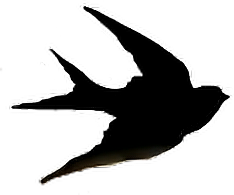 Sparrow Jack Bird Fly Art Nature Sky Pets&animals Anima - Irymple Primary School (480x400), Png Download