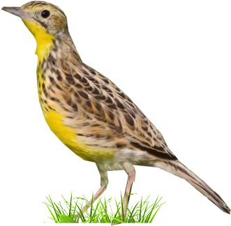 Western Meadowlark (400x400), Png Download
