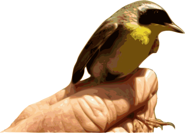 How To Set Use Yellowthroat Bird Svg Vector (600x432), Png Download