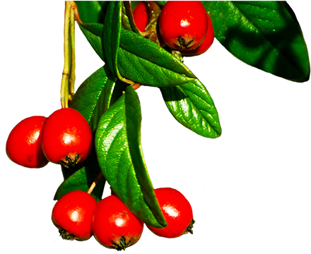 Red Winter Berries - Winter Berries Tree Png (472x370), Png Download