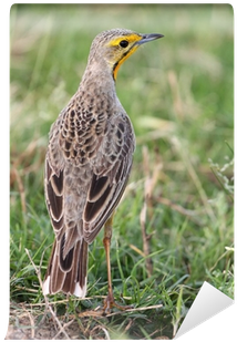 Cape Longclaw (400x400), Png Download