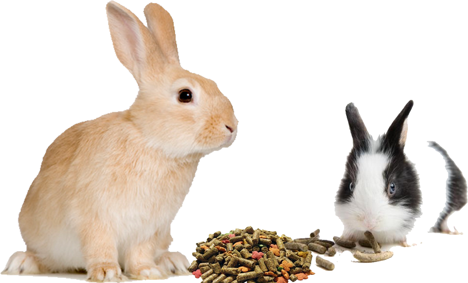Buy Rabbit Feed Online For Sale, Rabbit Feed Manufacturers - Rabbit White Background (1000x572), Png Download