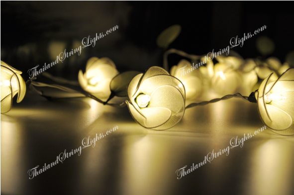 Still Life Photography (590x590), Png Download