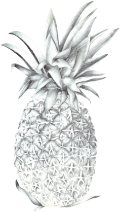 Pineapple (353x500), Png Download