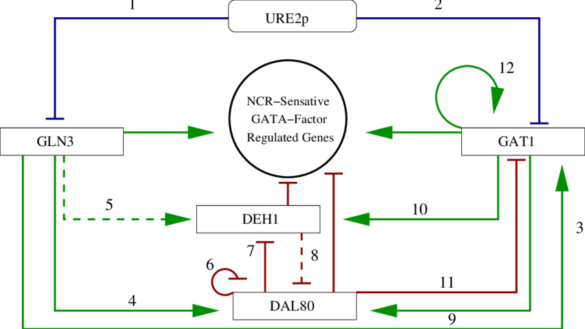 Green Arrows Indicate Up Regulation, Blunted Red Arrows - Diagram (850x478), Png Download