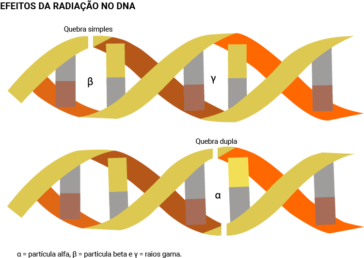 Infográfico Dos Efeitos Da Radiação No Dna - Efeitos Biologicos Da Radiação (800x600), Png Download
