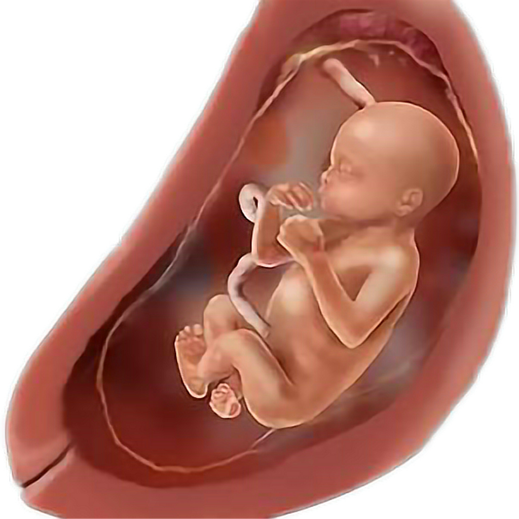 Baby Womb Pregnant Fetus Freetoedit - Pregnancy (1024x1024), Png Download