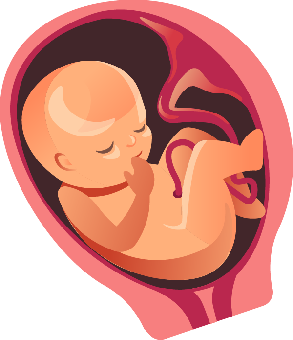 There's Less Movement Now Because He/she Is Filling - Fetal Development Month By Month (600x695), Png Download
