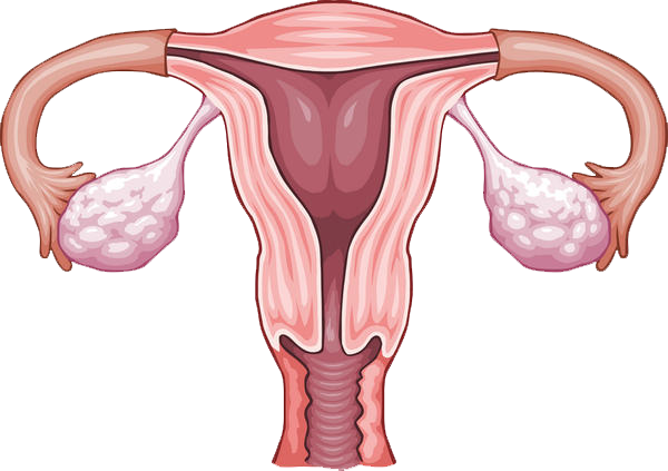 As You All Know, The Uterus Is Like The Powerhouse - Sistema Reprodutor Feminino Desenho (600x423), Png Download