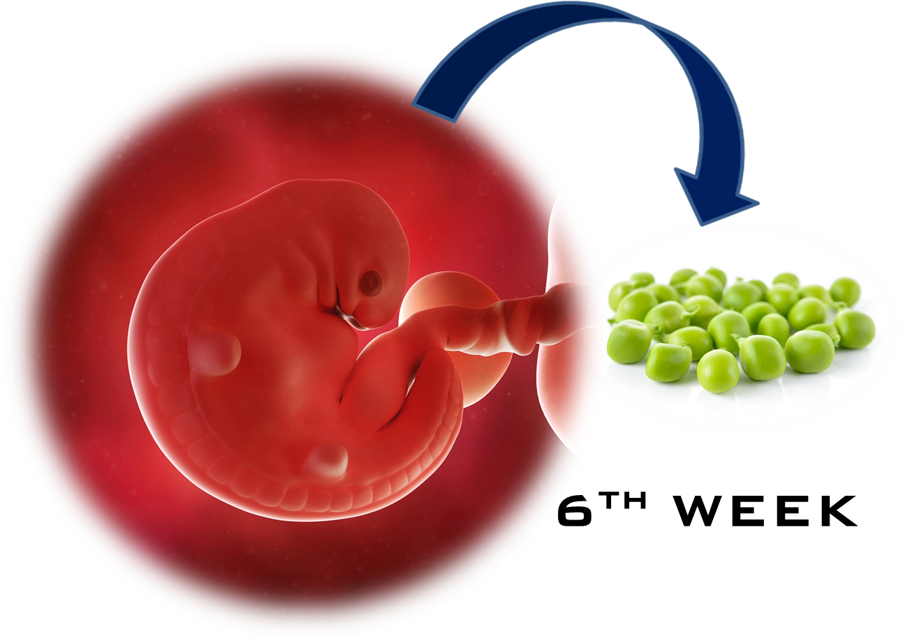 5th Week Baby (1315x919), Png Download