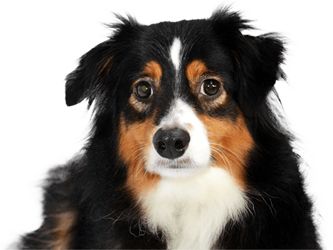 Australian Shepherd Dog - Dog (468x351), Png Download