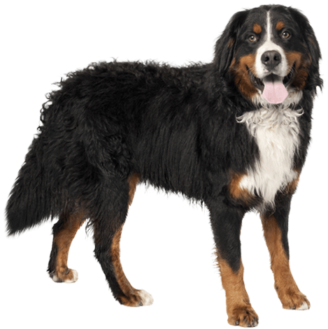 Bernese Mountain Dog Png (567x489), Png Download