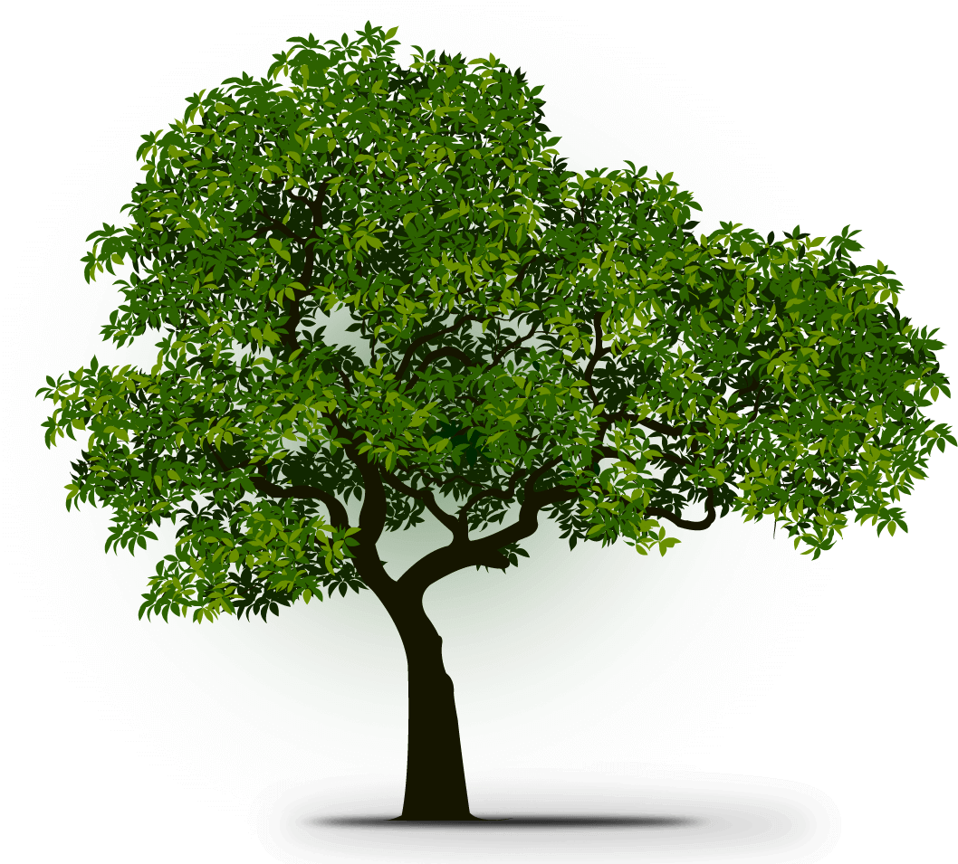 Learn More - Mexican Pinyon (1098x986), Png Download