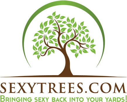 Back Home Back Home - Sexytrees.com (500x369), Png Download