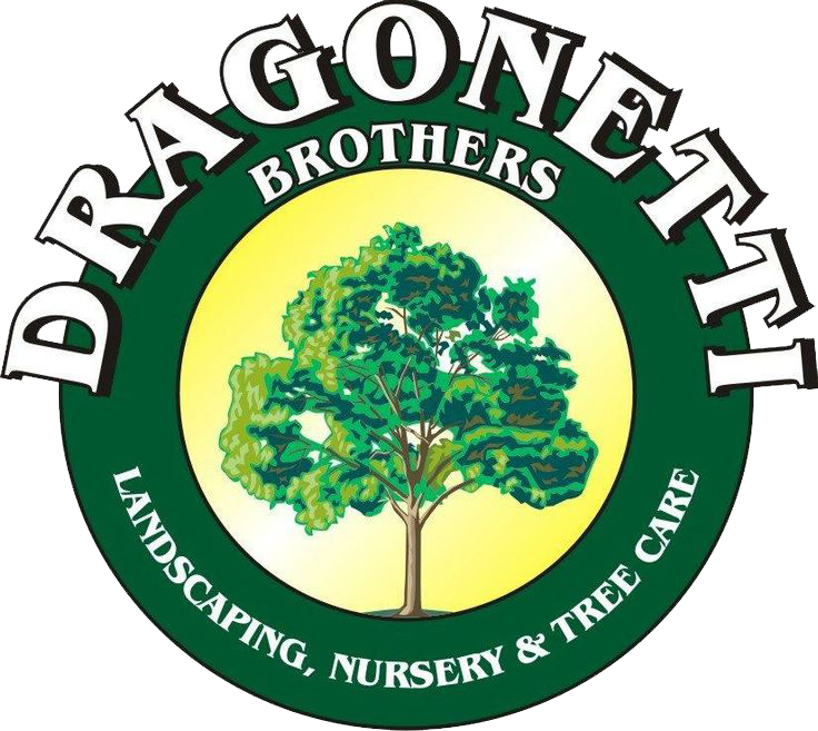 Dragonetti Brothers Landscaping - Bankal National High School (736x657), Png Download