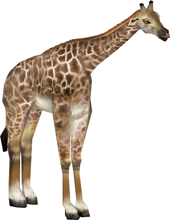 Rothschild's Giraffe 01 - Giraffe (848x848), Png Download