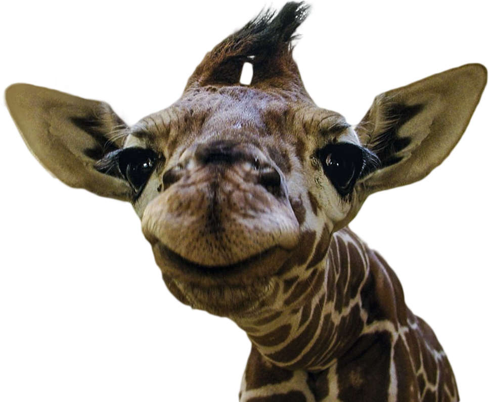 Animalsmiling Baby Giraffe - Intubating A Giraffe (1024x794), Png Download