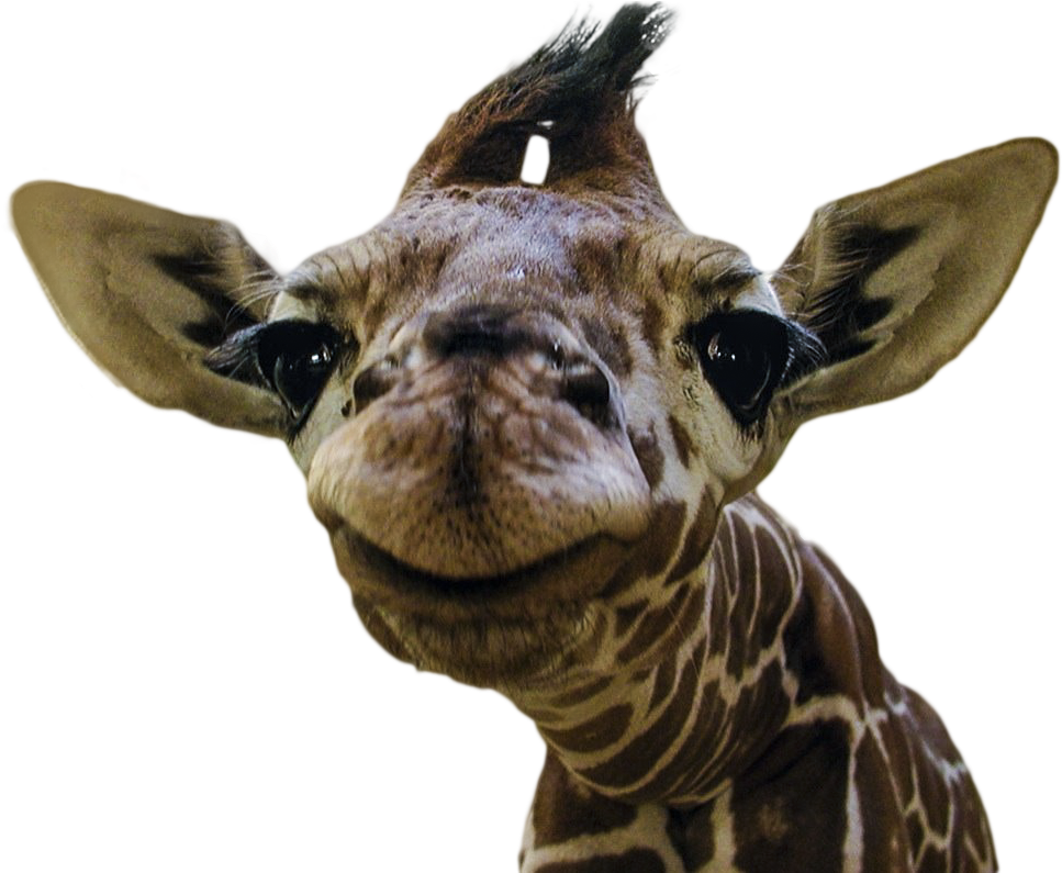 Download Animalsmiling Baby Giraffe Intubating A Giraffe PNG Image
