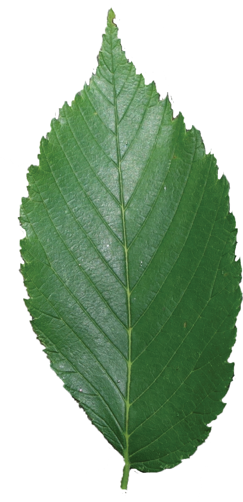 Simple - American Elm Leaf Png (870x1650), Png Download