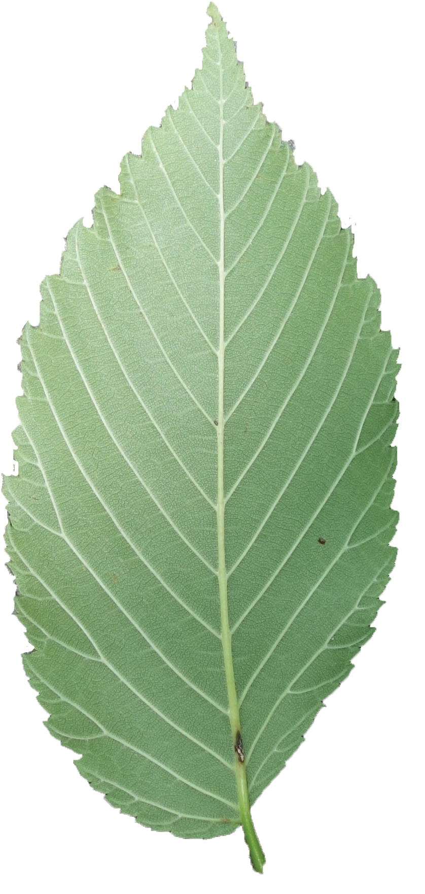Simple - Elm Tree Leaves Png (870x1848), Png Download