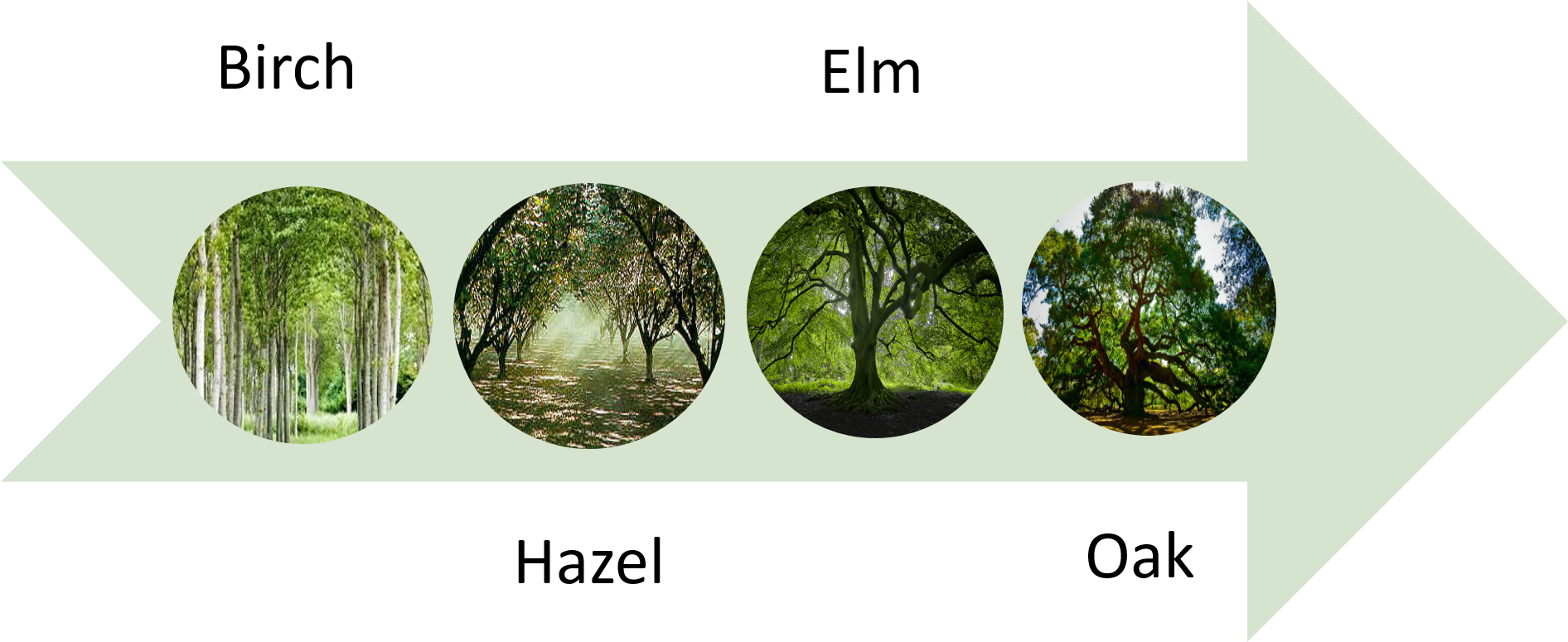 The First People Trees Diagram - Oak (1891x791), Png Download
