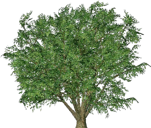 Country Smooth Leafed Elm - Parsley (750x527), Png Download