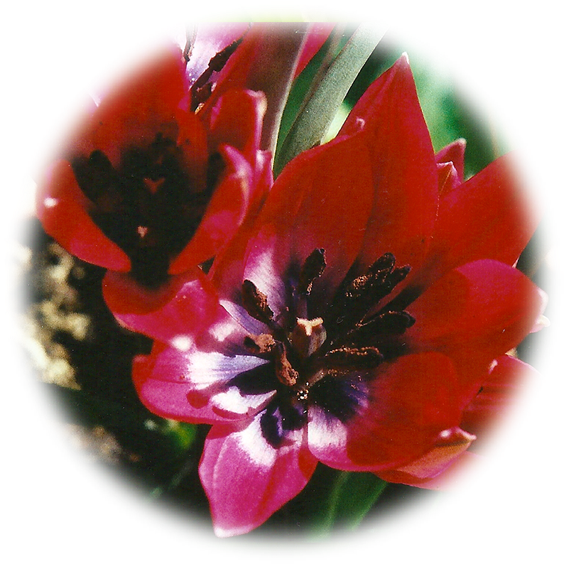 Wild Red Tulip - Tulip (833x833), Png Download