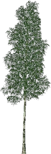 3d Trees - Elm - Software (750x527), Png Download