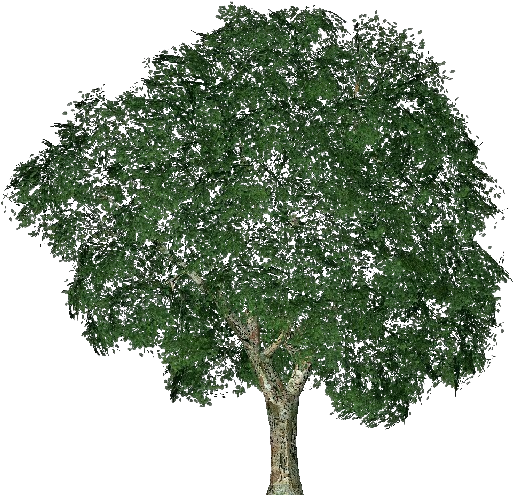 3d Trees - Elm - Alberi 3d Png (750x527), Png Download