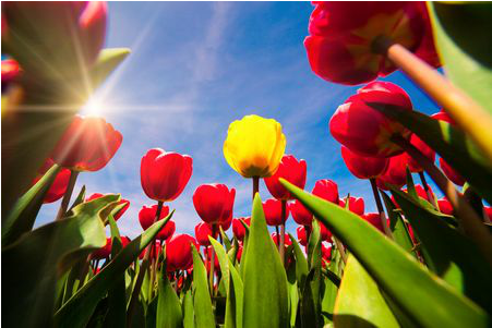 Red - Niederlande Tulpen (450x500), Png Download