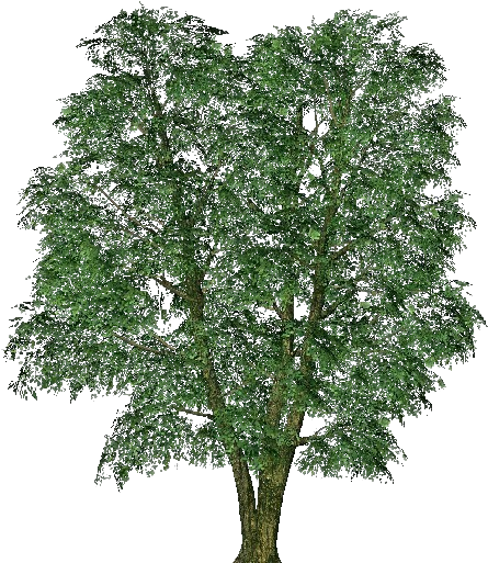 3d Trees - Elm - Italian Pittosporum (750x527), Png Download