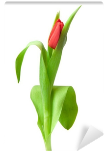 Tulip (400x400), Png Download