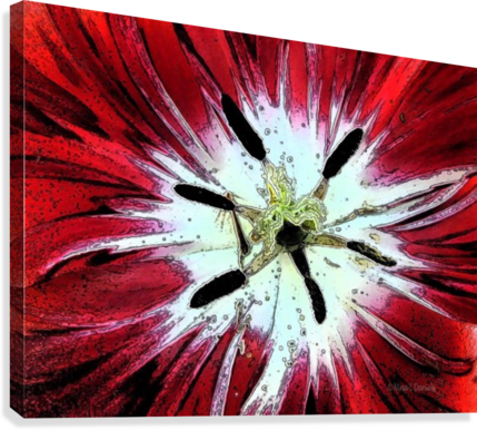 Red Tulip Canvas Print - Chrysanths (429x386), Png Download