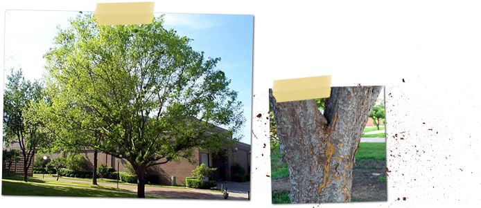 Ulmus Parvifolia - Lacebark Elm Tree (700x300), Png Download