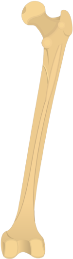 Femur Bone - Femur Linea Aspera (619x550), Png Download